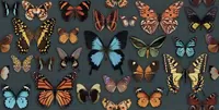 Piastrella Wide&Style On Demand Papillon di ABK in multicolore, finitura Naturale, 60x120, spessore 8.5 mm.